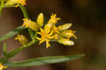 Flat-top goldentop